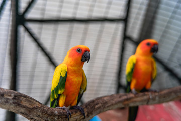 group of sun conure, parrot bird on local zoo (wine village), songkhla, Thailand