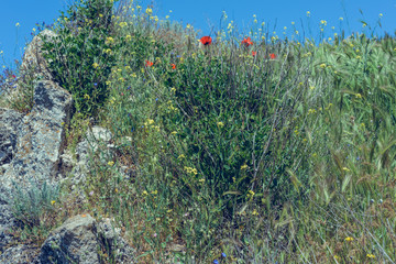 Landscape nature- red poppy