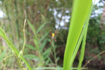 spider animal with the shape of a pentagon color from the yellow head