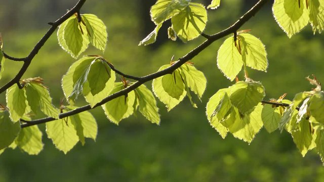 Young beech leaves in springtime
