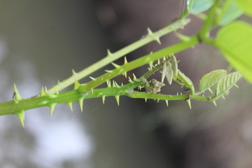 A view of plants with branches and thorny leaves