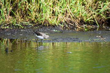 Chevalier cul-blanc Tringa ochropus limicoles famille des Scolopacidae dans les marais poitevin...