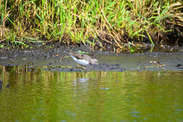 Chevalier cul-blanc Tringa ochropus limicoles famille des Scolopacidae dans les marais poitevin france