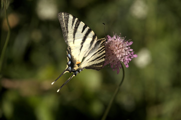 Iphiclides podalirius; scarce swallowtail in Montespertoli	
