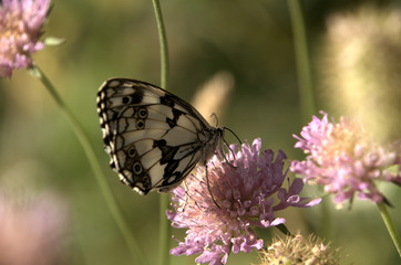 Marbled White