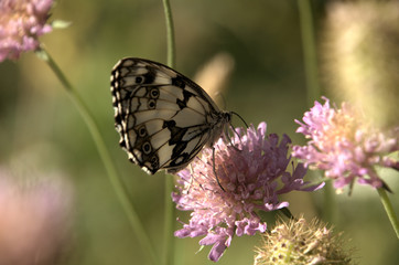 Marbled White