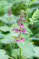 Closeup of hedge woundwort flowers (Stachys sylvatica)