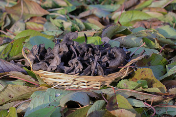 chanterelles cendrées de la forêt 