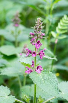 Closeup of hedge woundwort flowers (Stachys sylvatica)