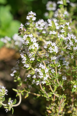 Closeup of Thyme blossoms (Thymus vulgaris)