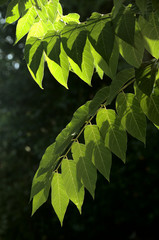Sumac foliage against the light, garden in Tuscany