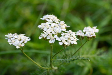 Closeup of Yarrow flowers (Achillea millefolium) © irottlaender