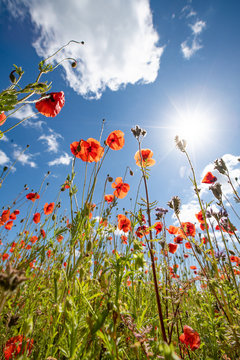 Mohn-Bl&uuml;te mit blauem Himmel und Sonne