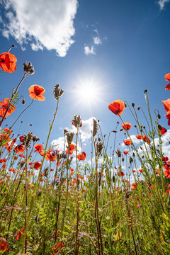 Mohn-Bl&uuml;te mit blauem Himmel und Sonne