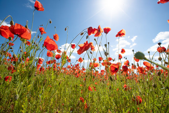 Mohn-Bl&uuml;te mit blauem Himmel und Sonne