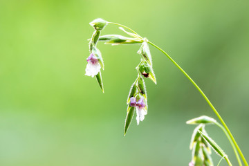 Thalia dealbata Flower with green background