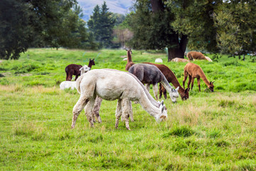 Herd of lamas