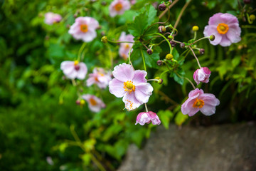 Obraz premium Japanese anemone