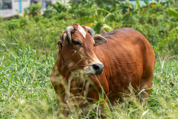 Thai brown cow standing in the grass field