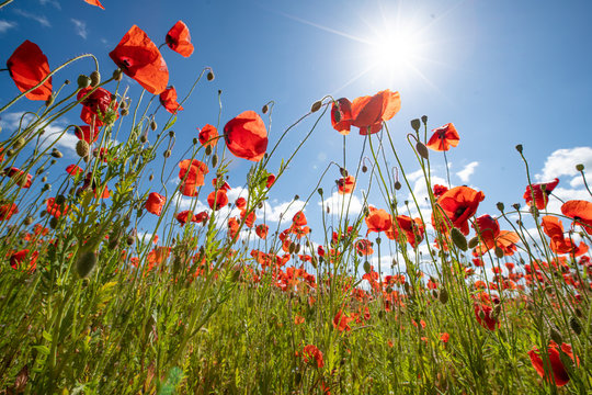 Mohn-Bl&uuml;te mit blauem Himmel und Sonne