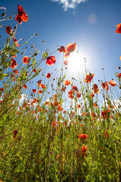 Mohn-Bl&uuml;te mit blauem Himmel und Sonne