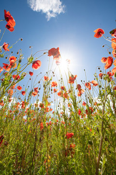 Mohn-Bl&uuml;te mit blauem Himmel und Sonne