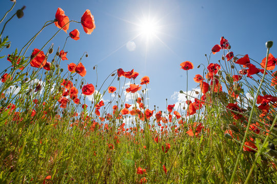 Mohn-Bl&uuml;te mit blauem Himmel