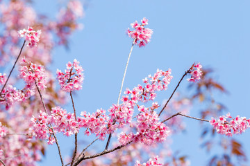 Plum blossoms shining in the blue sky