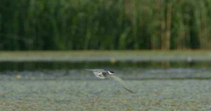 Whiskered tern hunting on a shallow wetland, Kopacki rit