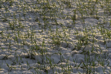 Weizenpflanzen im Schnee