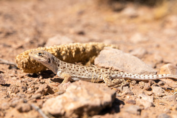 Lizard enjoying the sun in Las Vegas, Nevada