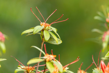 Red Azalea flower