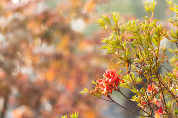 Red Azalea flower