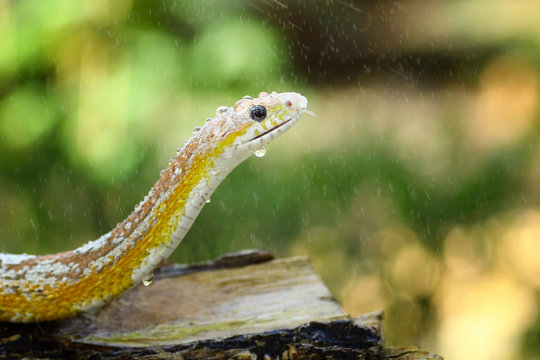 beautiful yellow snake on branch	