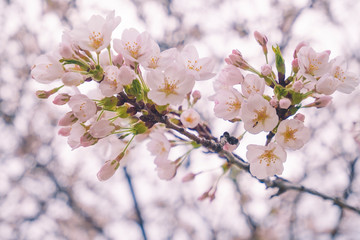 The beauty of the sakura cherry blossoms