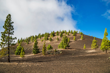 pine grove n Teide National Park