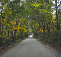 Fototapeta na wymiar tunnel of trees and road in autumn