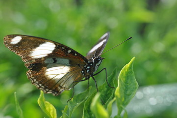 Fototapeta na wymiar The Great Eggfly butterfly 