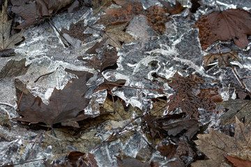 Ice and Leaves