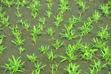 Water spinach in growth at vegetable garden