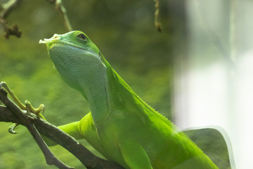 Fiji banded iguana in the zoo