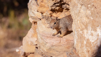 Brown Squirrel in Grand Canyon National Park in Arizona