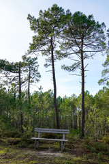 Fototapeta na wymiar wood bench in the park overlooking lake beach in wild wooden pines forest