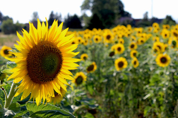 Sonnenblumenfeld vor den Toren eines kleinen Oertchens