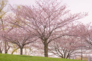 The beauty of the sakura cherry blossoms