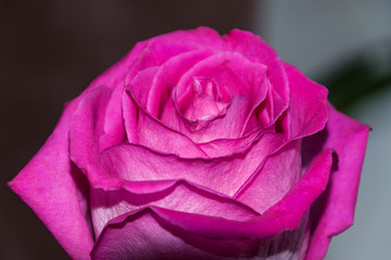 a blooming fuchsia rose Bud. macro on a blurry background