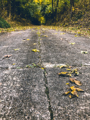 yellow leaf on asphalt