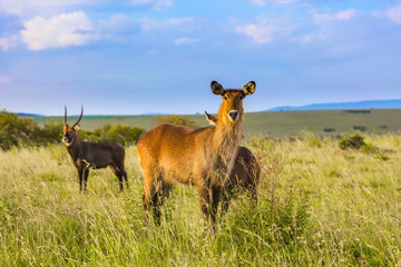 The most beautiful inhabitant is waterbuck
