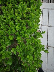 Green bush next to the pavement 
