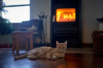 A kitten lies on the living room floor near a wooden stove